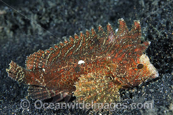 Long-spined Waspfish Paracentropogon longispinis photo Long-spined Waspfish Paracentropogon longispinis photo