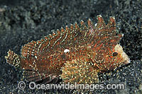 Long-spined Waspfish Paracentropogon longispinis Photo - Gary Bell