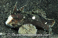 Waspfish Paracentropogon longispinis Photo - Gary Bell
