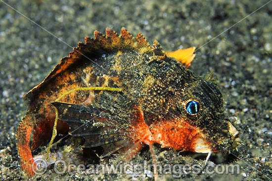 Little Stingfish Minous pusillus photo Little Stingfish Minous pusillus photo