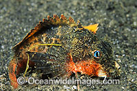 Little Stingfish Minous pusillus Photo - Gary Bell