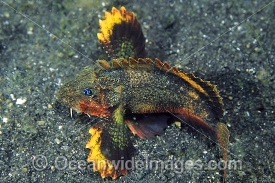 Little Stingfish Minous pusillus photo Little Stingfish Minous pusillus photo