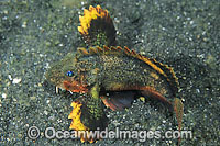 Little Stingfish Minous pusillus Photo - Gary Bell