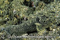 Black Velvetfish Photo - Gary Bell