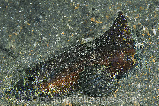 Spiny Leaf-fish Ablabys macracanthus photo Spiny Leaf-fish Ablabys macracanthus photo