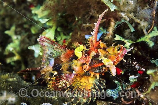 Yellow-nose Scorpionfish Scorpaenopsis novaeguinea photo Yellow-nose Scorpionfish Scorpaenopsis novaeguinea photo