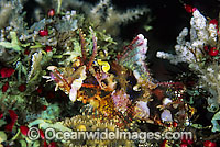 Scorpionfish Scorpaenopsis novaeguinea Photo - Gary Bell