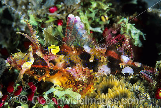 Scorpionfish Scorpaenopsis novaeguinea photo Scorpionfish Scorpaenopsis novaeguinea photo