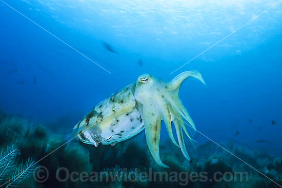 Broadclub Cuttlefish Sepia latimanus photo