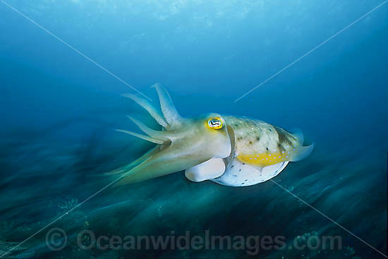 Broadclub Cuttlefish showing exhaust siphon photo Broadclub Cuttlefish showing exhaust siphon photo