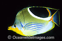 Saddled Butterflyfish Chaetodon ephippium Photo - Gary Bell