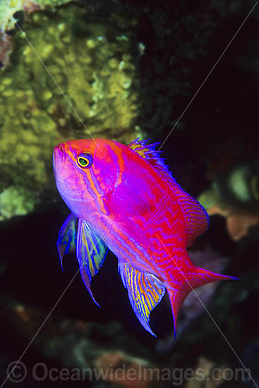 Twin-spot Basslet - male photo Twin-spot Basslet - male photo