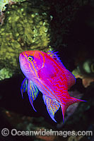 Twin-spot Basslet - male Photo - Gary Bell