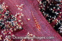 Many-host Goby on Soft Coral Photo - Gary Bell