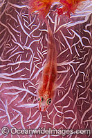 Soft-coral Goby on Soft Coral Photo - Gary Bell