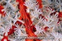 Soft-coral Goby on Soft Coral Photo - Gary Bell