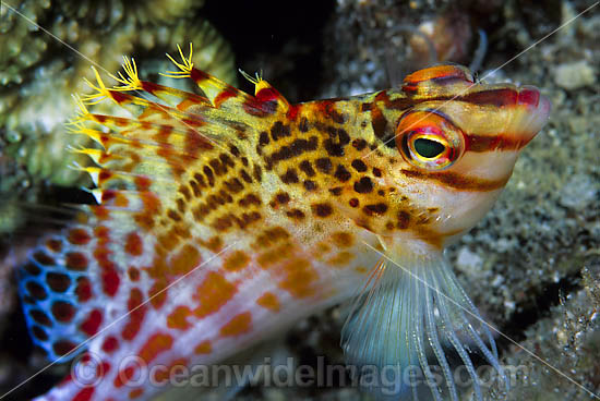 Coral Hawkfish photo