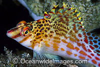 Hawkfish Cirrhitichthys falco Photo - Gary Bell