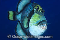Titan Triggerfish Balistoides viridescens Photo - Gary Bell