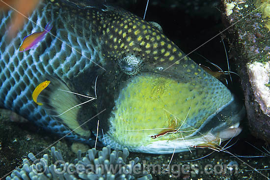 Titan Triggerfish cleaned by Cleaner Shrimp photo Titan Triggerfish cleaned by Cleaner Shrimp photo