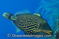 Orange-lined Triggerfish Balistapus undulatus Photo - Gary Bell
