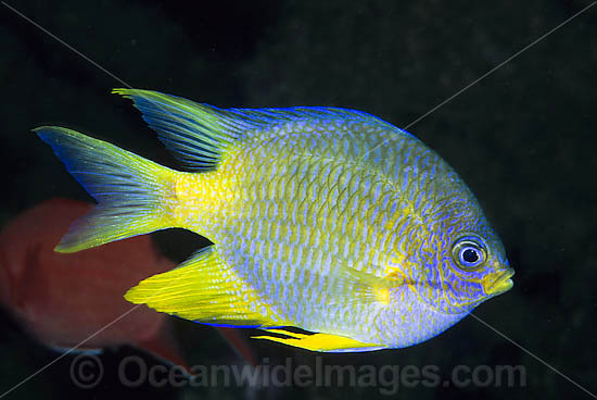 Golden Sergeant Amblyglyphidodon aureus photo Golden Sergeant Amblyglyphidodon aureus photo
