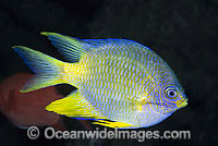 Golden Sergeant Amblyglyphidodon aureus Photo - Gary Bell