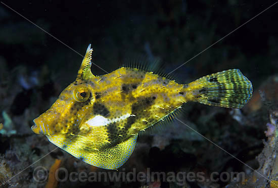 Spotted Filefish photo Spotted Filefish photo