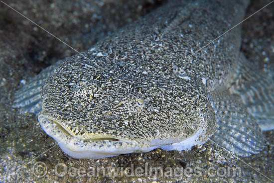 Banka Flathead Papilloculiceps bosschei photo
