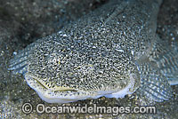 Banka Flathead Papilloculiceps bosschei Photo - Gary Bell