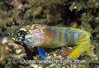 Gold-specs Jawfish Opistognathus sp. Photo - Gary Bell