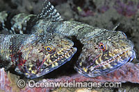 Variegated Lizardfish Synodus variegatus Photo - Gary Bell