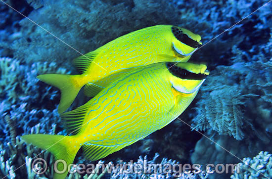 Masked Rabbitfish Siganus puelius photo