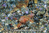 Short Seamoth Eurypegasus draconis Photo - Gary Bell