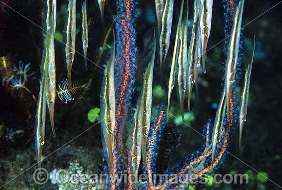 Rigid Shrimpfish Centriscus scutatus photo