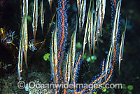 Rigid Shrimpfish Centriscus scutatus Photo - Gary Bell