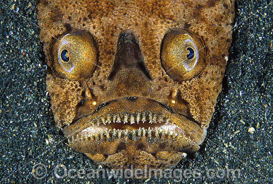 Marbled Stargazer Uranoscopus bicinctus photo Marbled Stargazer Uranoscopus bicinctus photo