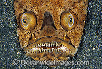 Marbled Stargazer Uranoscopus bicinctus Photo - Gary Bell