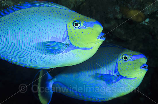 Big-nose Unicornfish Naso vlamingii photo Big-nose Unicornfish Naso vlamingii photo