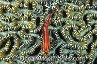Striped Triplefin on Brain Coral Photo - Gary Bell