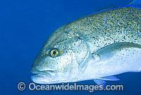 Blue-fin Trevally Caranx melampygus Photo - Gary Bell