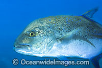 Blue-fin Trevally Caranx melampygus Photo - Gary Bell