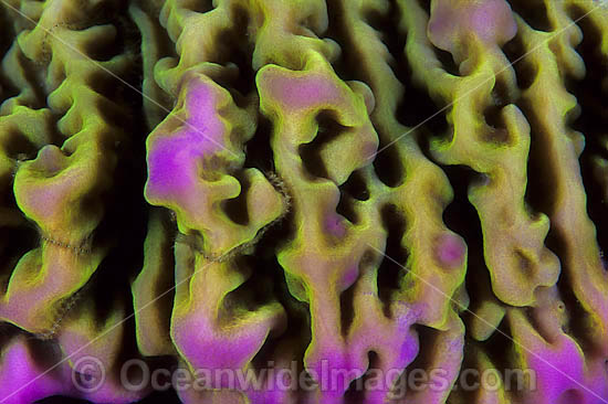 Coral polyp detail photo Coral polyp detail photo