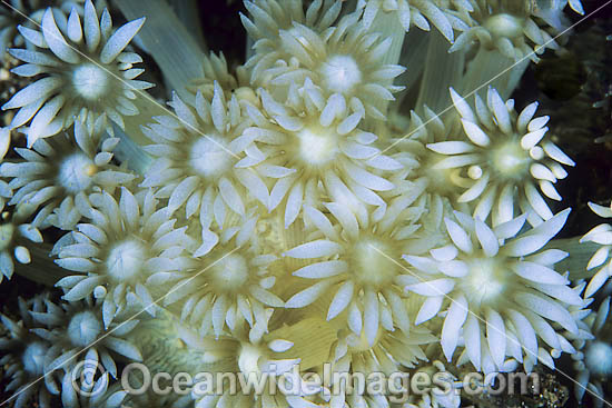Coral polyp detail photo Coral polyp detail photo