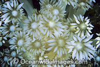 Coral polyp detail Photo - Gary Bell