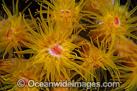 Sunshine Coral polyp detail Photo - Gary Bell