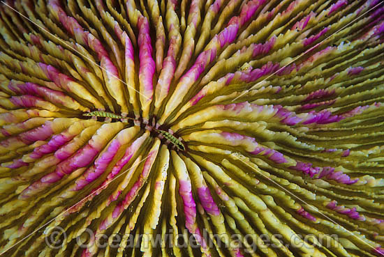 Mushroom Coral polyp detail photo