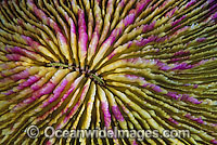 Mushroom Coral polyp detail Photo - Gary Bell