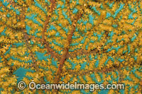 Fan Coral polyp detail Photo - Gary Bell