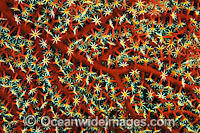 Fan Coral Acalycigorgia sp. Photo - Gary Bell